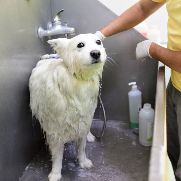 White Dog Gets Bath At Dog Wash 600X600